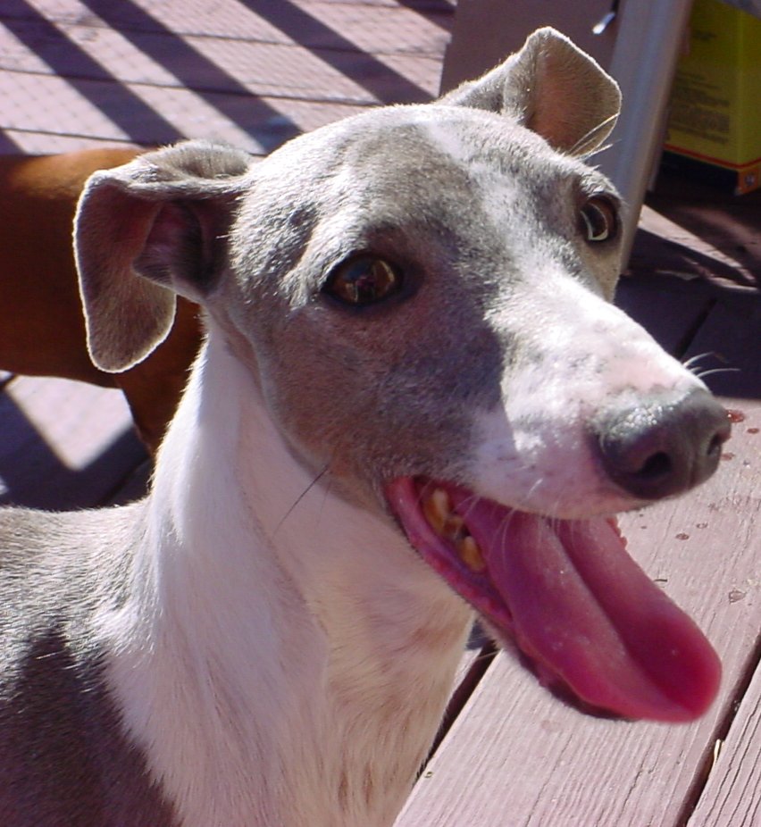 smokey1.JPG (135969 bytes)