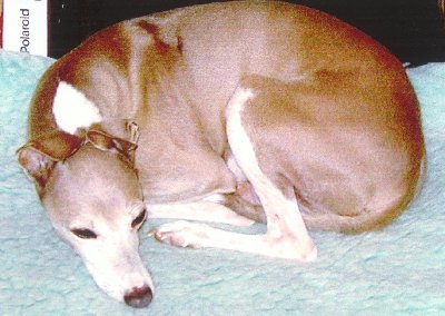 tate_nap.JPG (31559 bytes)