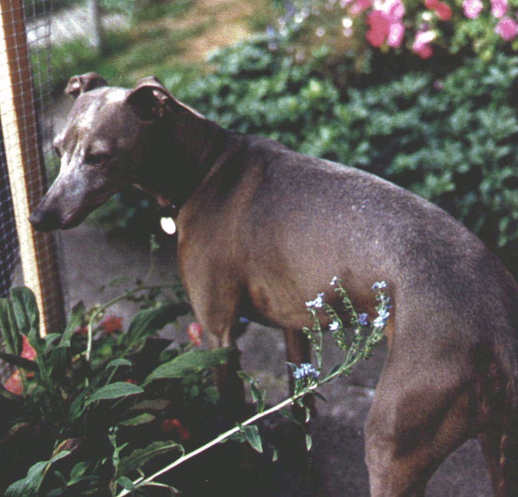 zeppy1.jpg (228434 bytes)