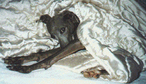 zeppy2.gif (45594 bytes)