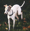 nanook2_sm.gif (11656 bytes)