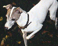 nanook3_sm.gif (9419 bytes)