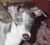 runnsyd_sm.gif (8277 bytes)