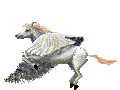 pagus_ani.gif
