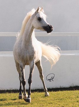 © Sheik Abdul Aziz Bin Khaled Bin Hamad Al Thani