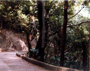 Hong Kong: Path down Victoria Peak