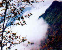 Yenice