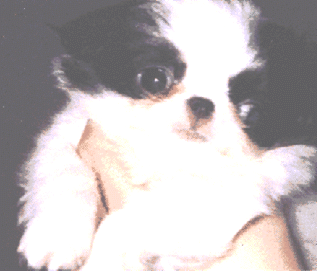 japanesechin1