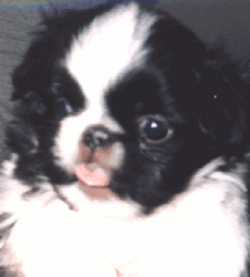 japanesechin10