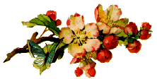 appleblossom