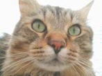 ボクのめ、てんになってるにゃ。