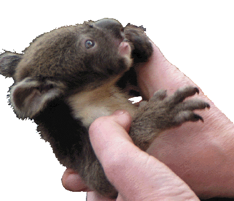 Phillip Island  Koala Conservation Centre