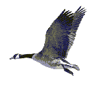 Goose_flying.gif
