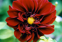 dahlia1bigred