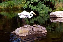 egret2e6