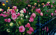 rosegarden