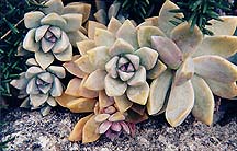 succulentfamily