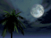 Tropical Nights