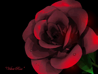Velvet Rose