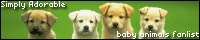 Baby Animals FL