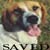 Adopted and Rescued Dog FL (Code by me! My dog, Weiser)