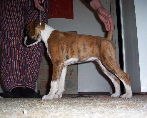  12weeks old