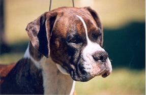 Imoen Foundation Boxer