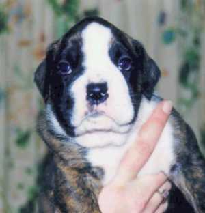 Winston 4 weeks