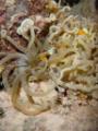 Seeanemone mit Anemonenfischen