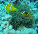 Colwnfische mit Seeanemone