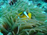 Clownfisch Close Up