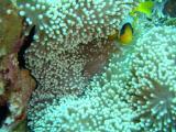 Seeanemone mit Clownfisch