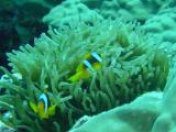 Seeanemone mit Clownfischen