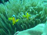 Clownfische in Verteidungsposition