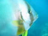 Fledermausfisch Portrtait