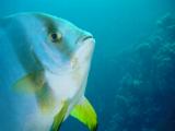 Fledermausfisch Portrait
