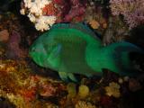 Papageifisch