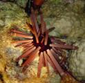 Seeigel