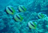 Rotmeer Wimpelfisch