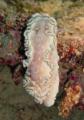 Nacktschnecke