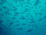 Fischschwarm
