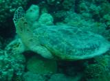 Schildkröte