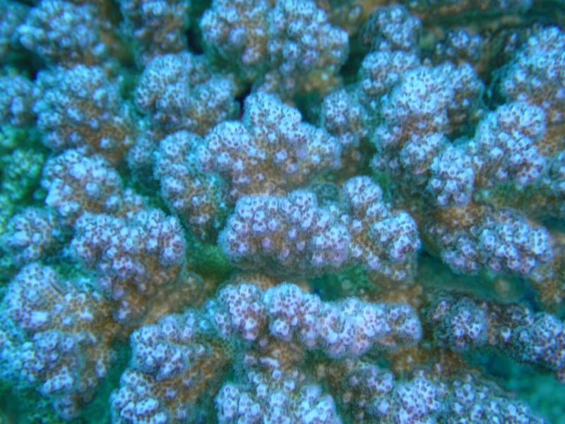 Koralle Detail