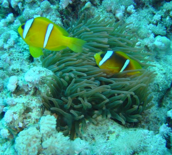 Colwnfische mit Seeanemone