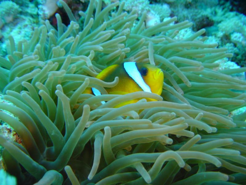 Clownfisch Close Up