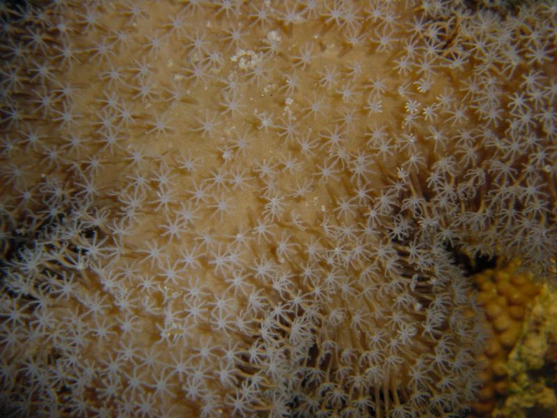 Koralle Detail