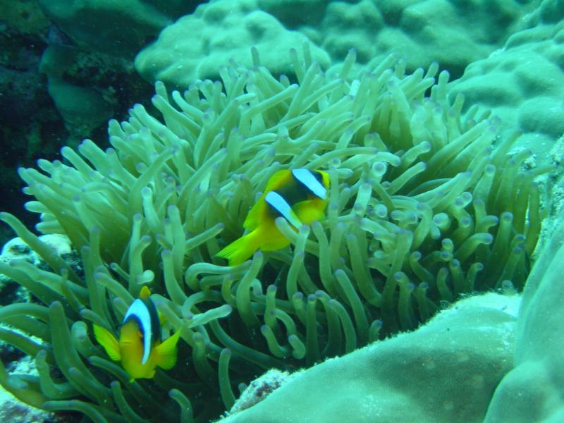 Seeanemone mit Clownfischen