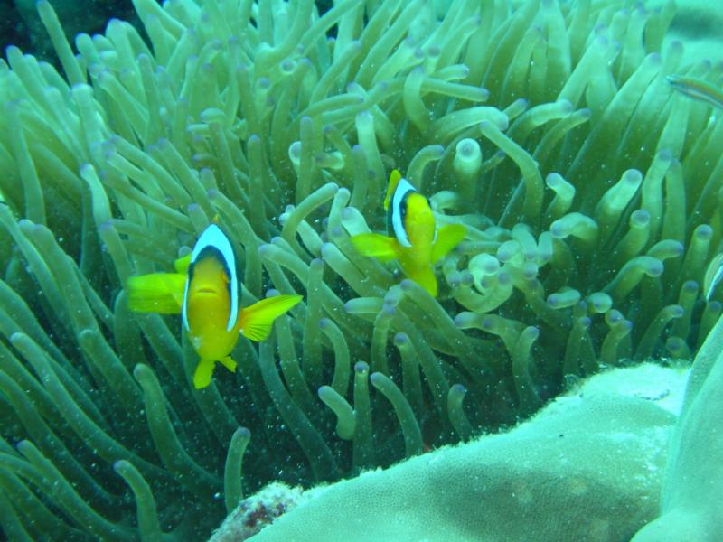 Clownfische in Verteidungsposition