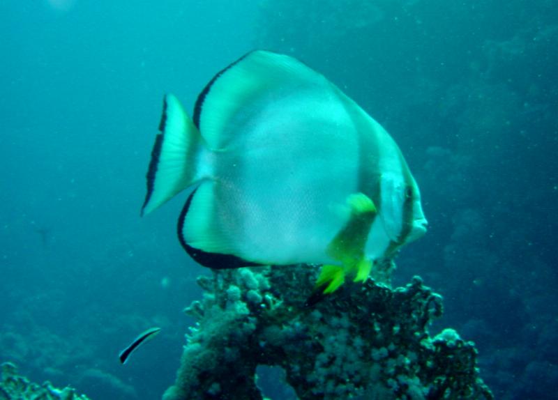 Fledermausfisch