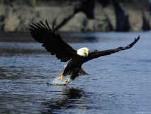 Eagles